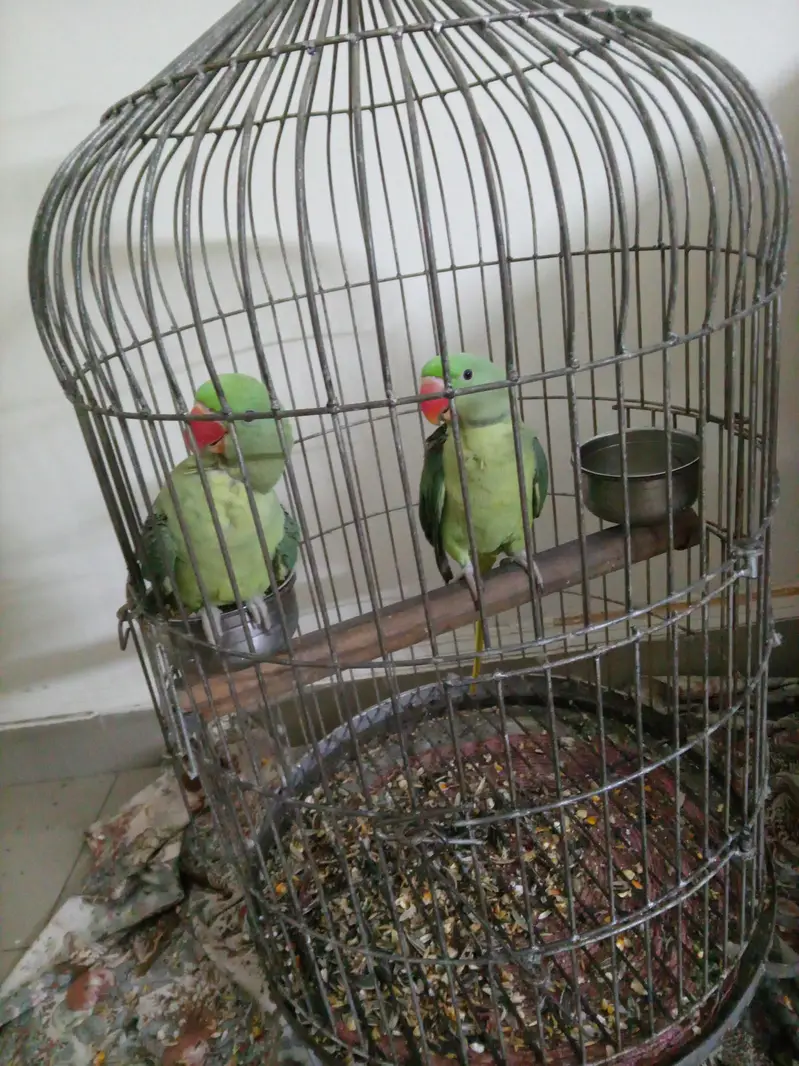 raw parrots pair for sale . started talking — photo 2