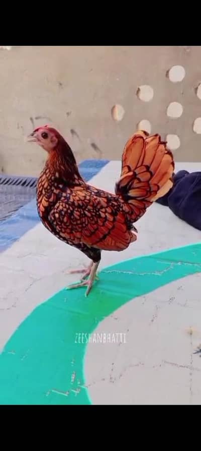 sebright fancy murgi eggs deti hai