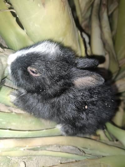 Cute Baby Rabits For Sale