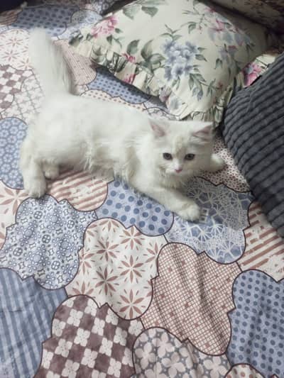White Fluffy Persian cute and calm cat