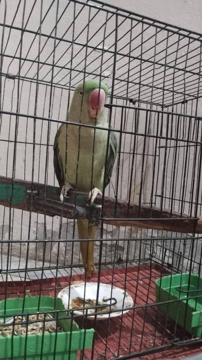 speaking Parrot