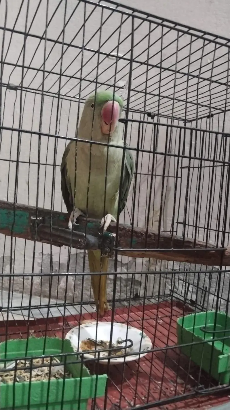 speaking Parrot