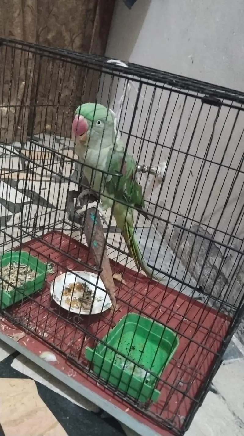 speaking Parrot — photo 2