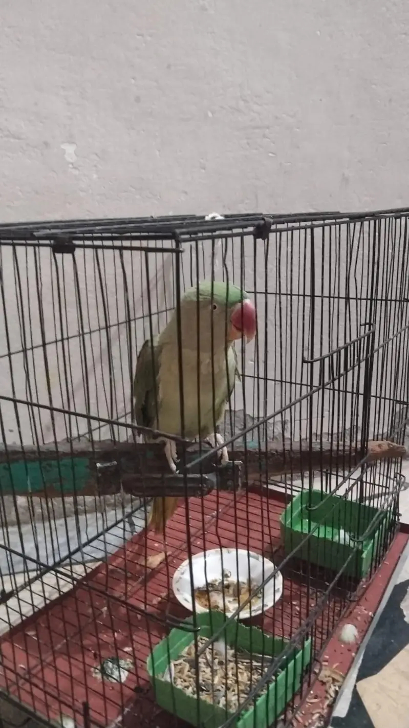 speaking Parrot — photo 3