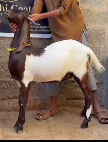 goats 0