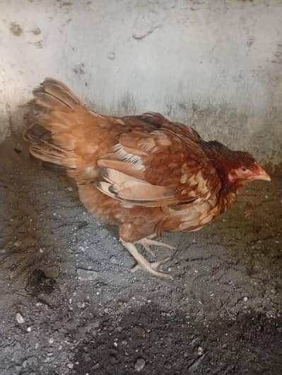 kruk murghi for sale