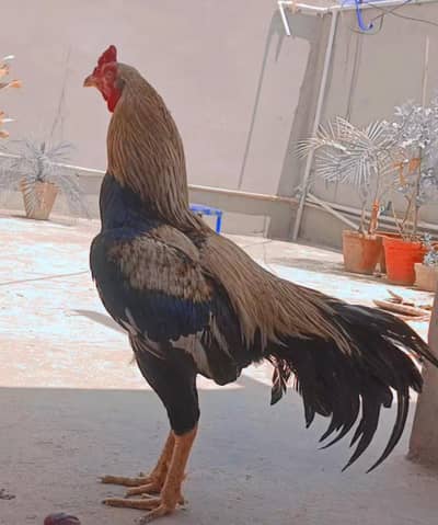 pure mianwali aseel murgha