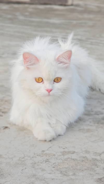 Extreme Triple Coat Persian Female