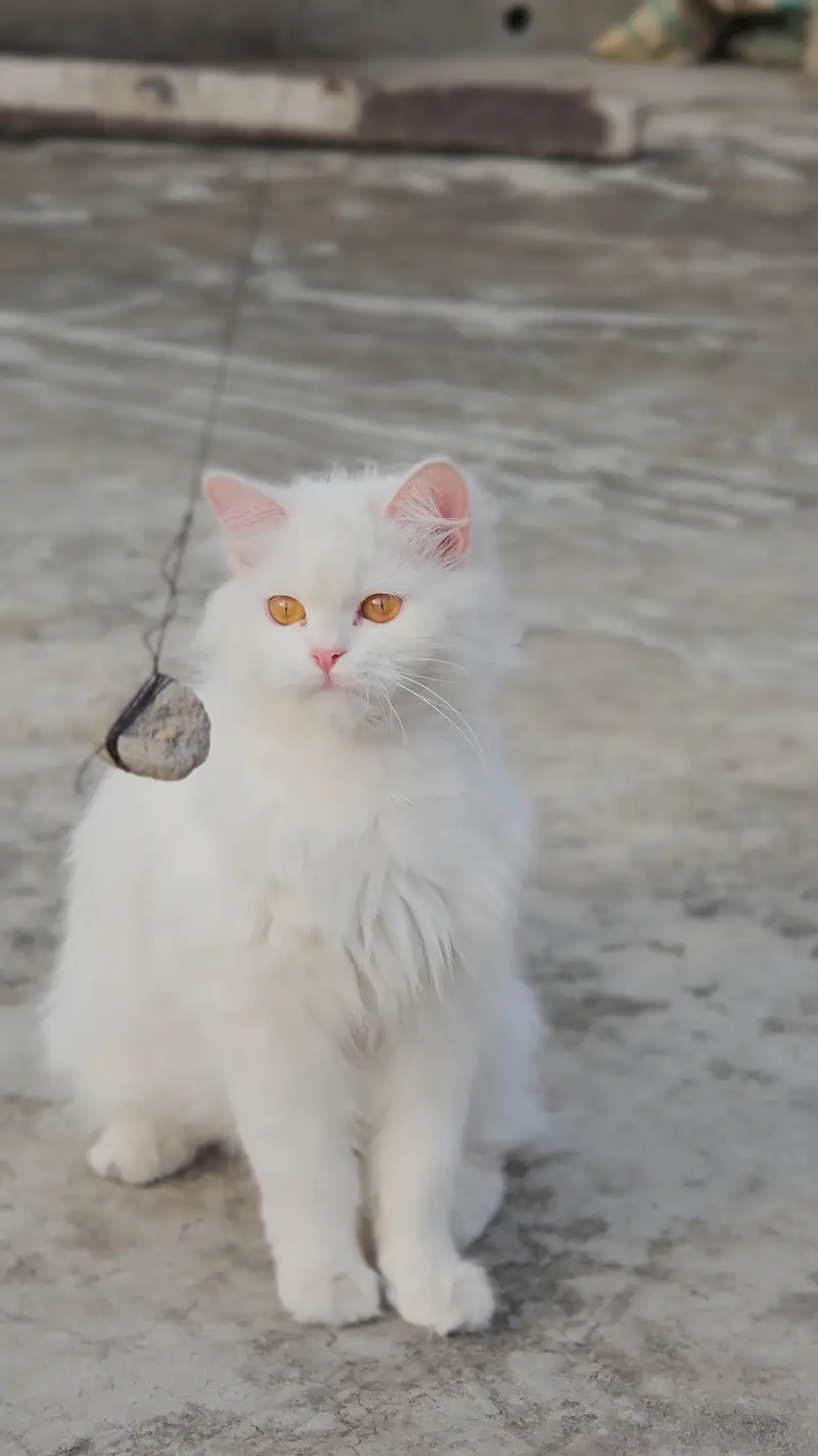 Extreme Triple Coat Persian Female — photo 2