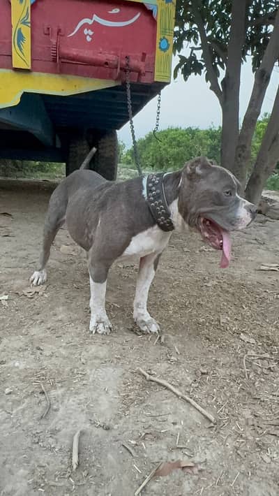 Pitbul