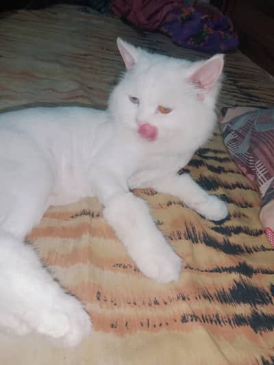 White Persian female cat