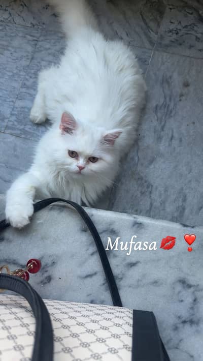 Persian cats for sale