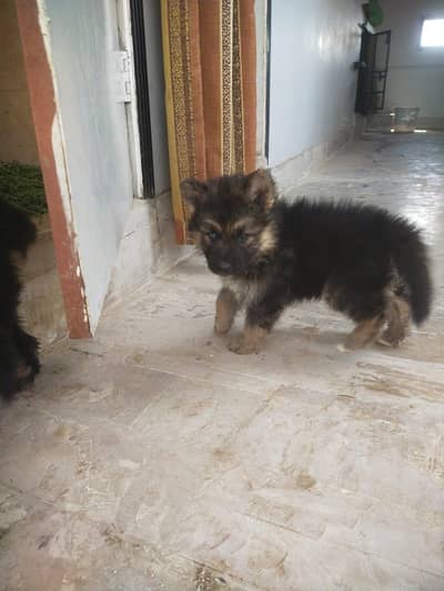 german shepherd pups