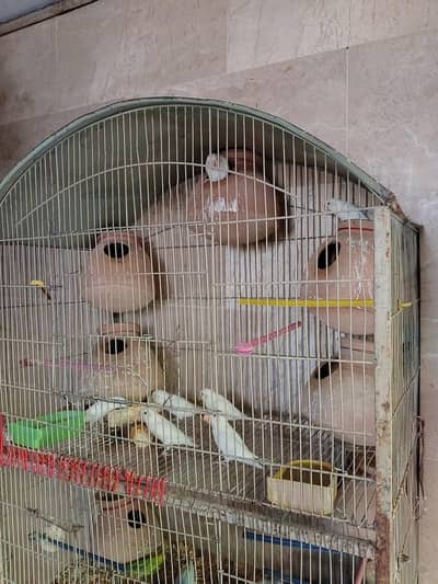 albino lovebirds