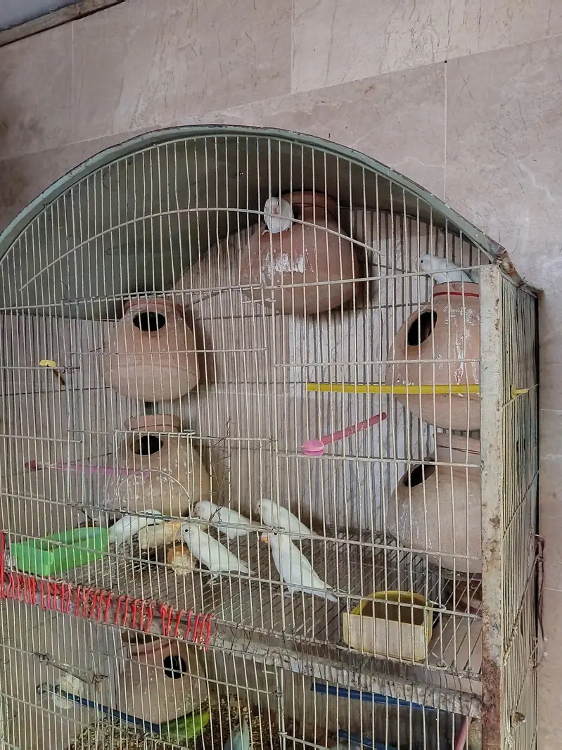 albino lovebirds
