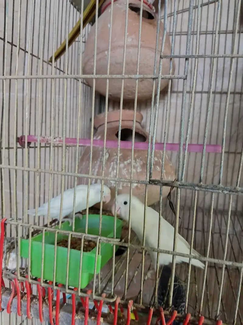 albino lovebirds — photo 2