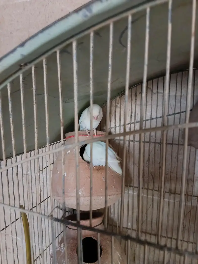 albino lovebirds — photo 3