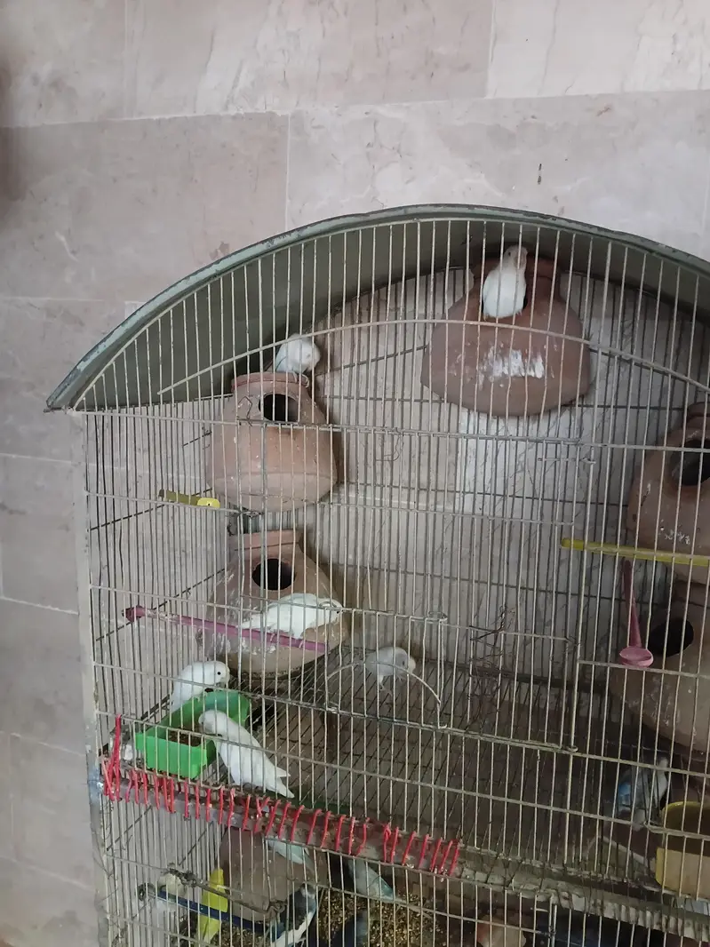 albino lovebirds — photo 4