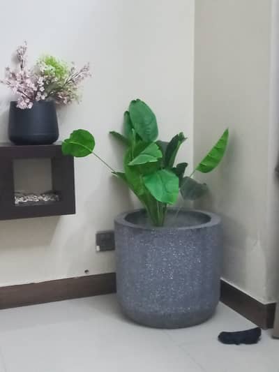 planter only