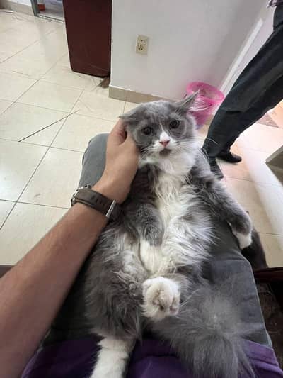 Persian triple coat male cat for sale