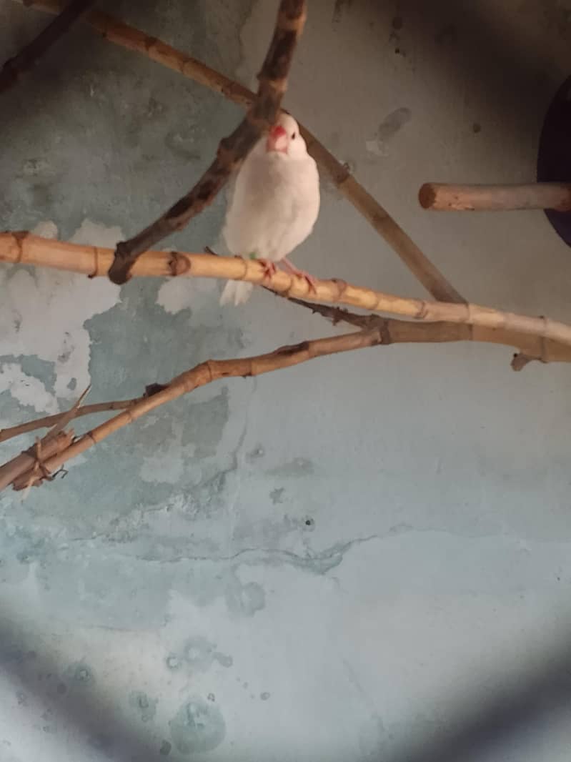 java breeder pair for sale 3