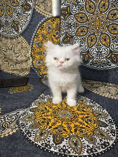 Triple coat persian punch face female kitten