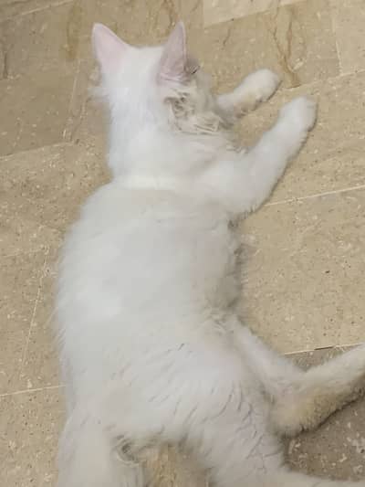 Persian male fluffy white in colour home-friendly cat