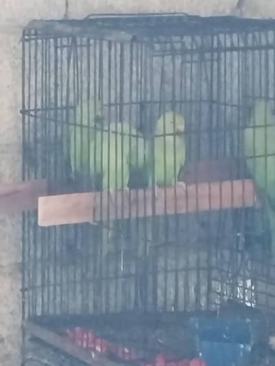 parrot
