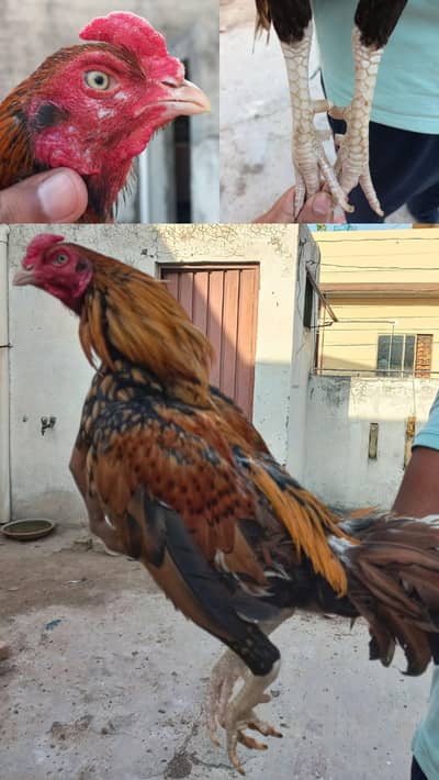 Aseel for Sale