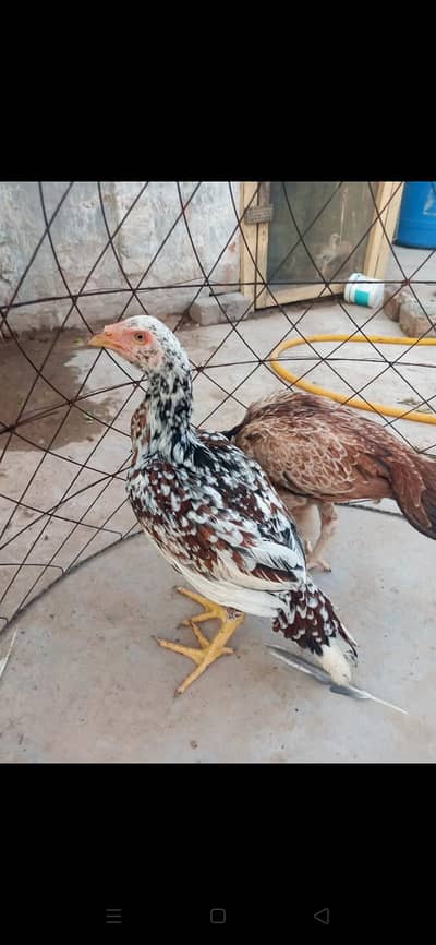Assel Mianwali pair for sale no exchange