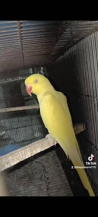 beautiful yellow ring neck male