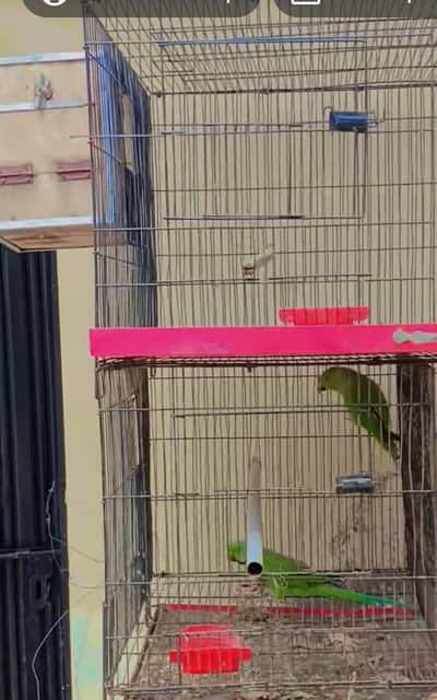 i want to sale my Green parrots breeder pairs (5 chicks per clutch)