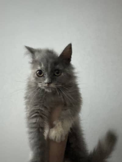 Scottish fold face