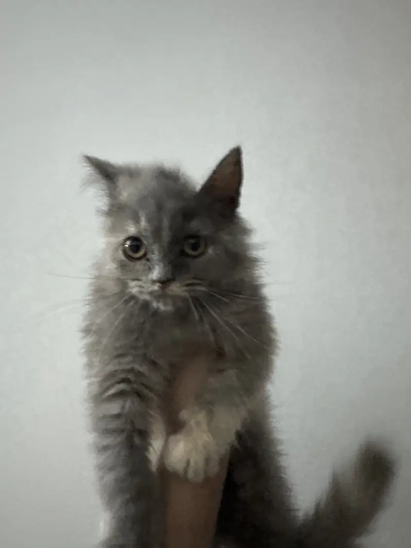 Scottish fold face