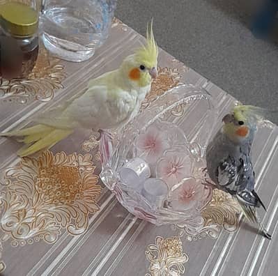 Cocktails