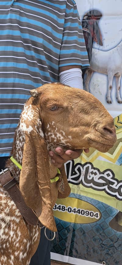 Maki cheeni goat 6 dand