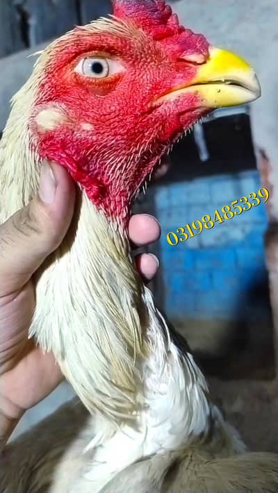 shamo