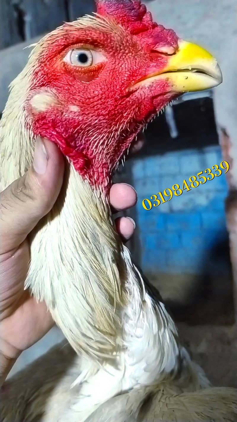 shamo 0
