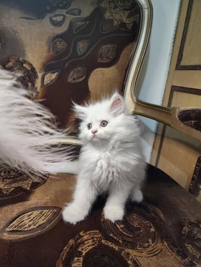 Pure Persian female Kitten wa=03005033358