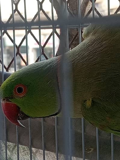 Parrot  for sale