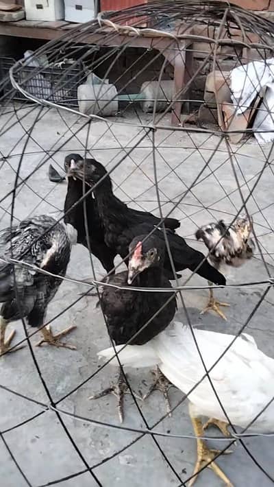 hens,
