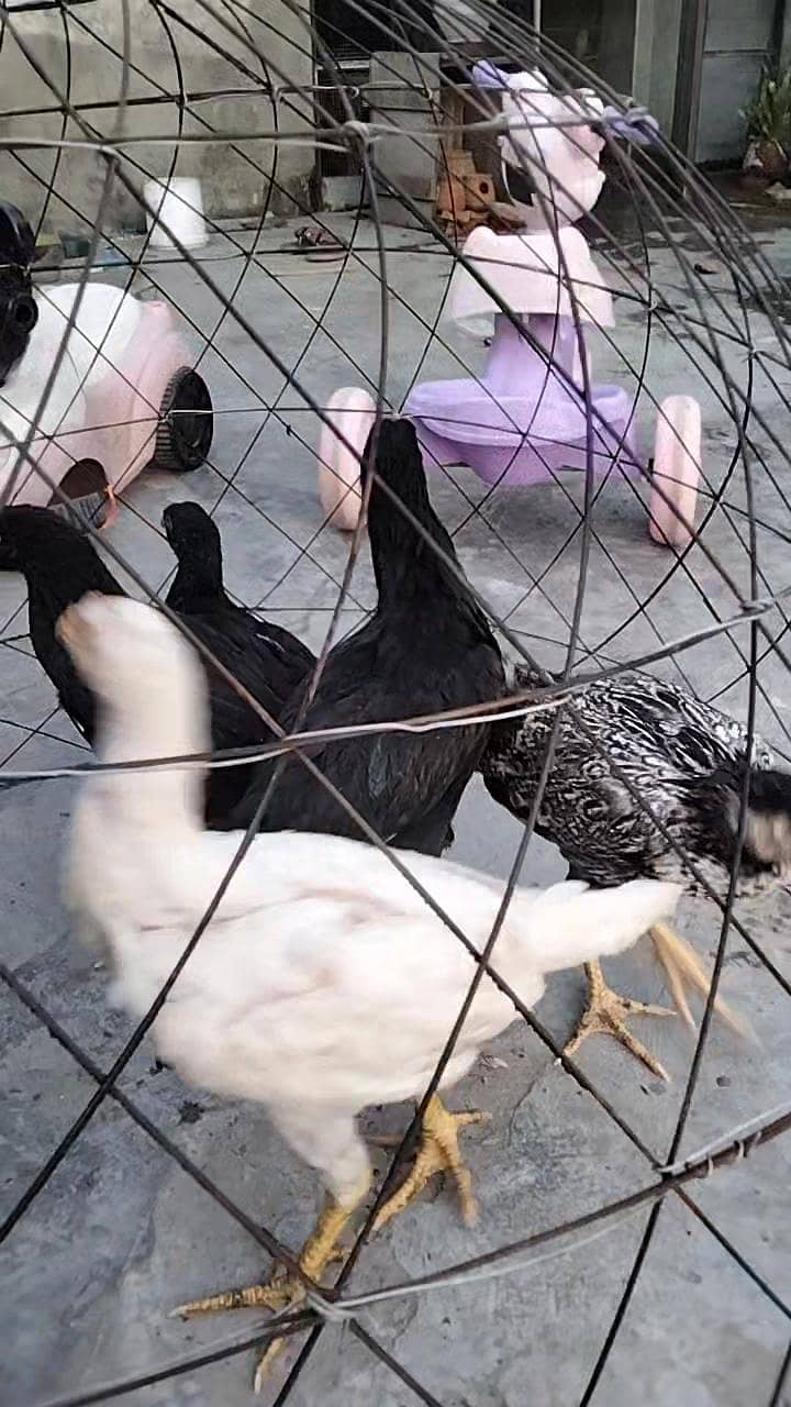 hens, 1