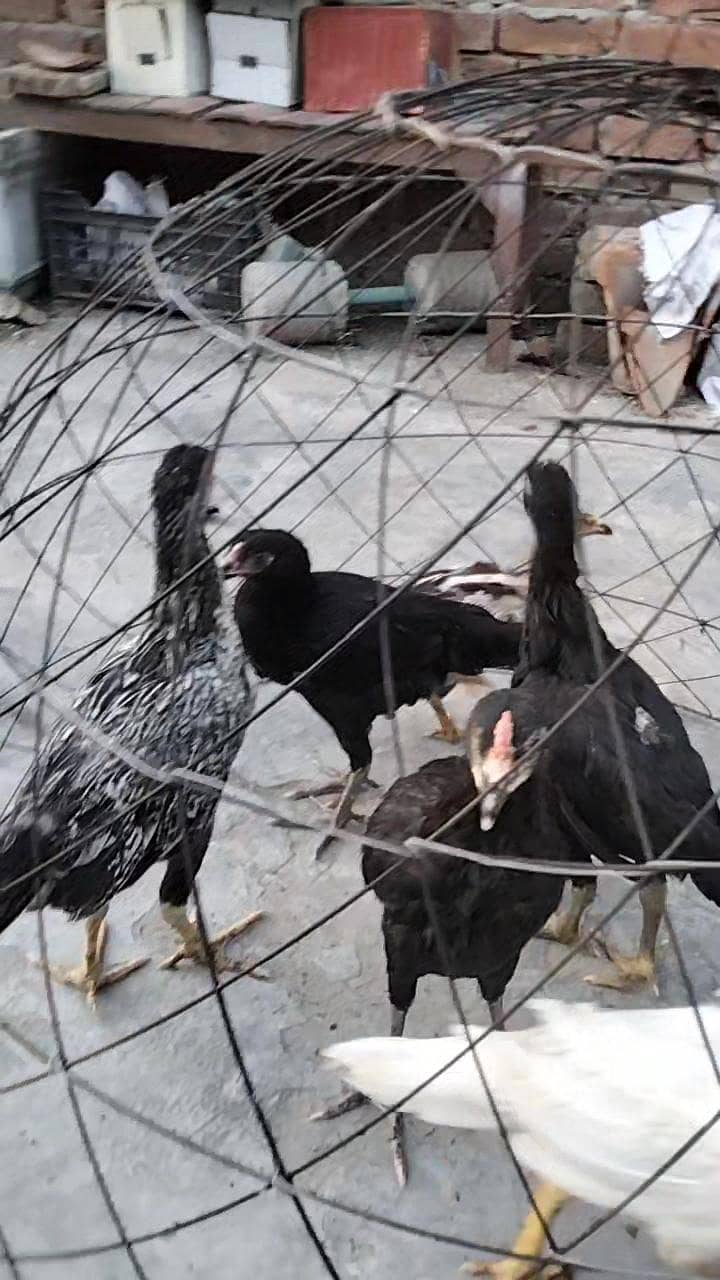 hens, 2
