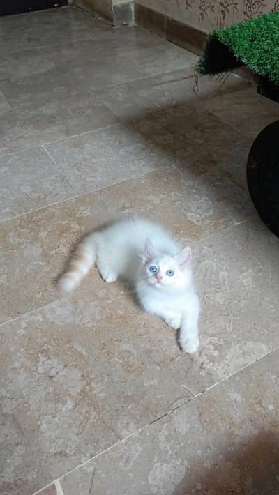 Beautiful Persian kitten(Cash on Delivery)(Karachi)