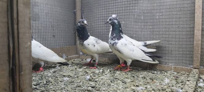 Taddi Breeder Madiya For Sale.
