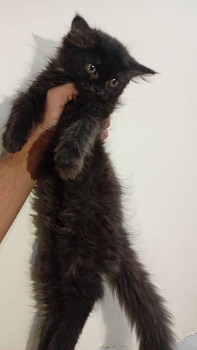 Black Persian female kitten for sale