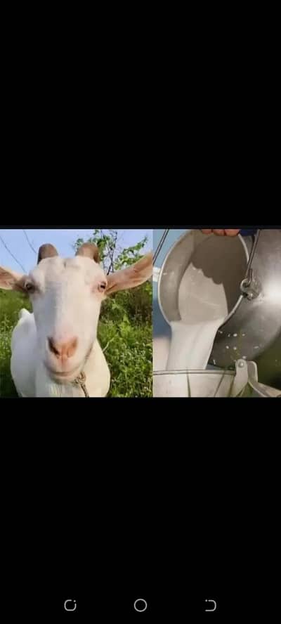 Goat Milk Awailable (Whatsapp 03244695410)