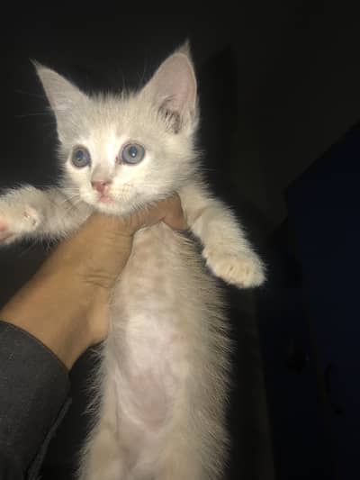 1.5 month Brown cute persian kitten