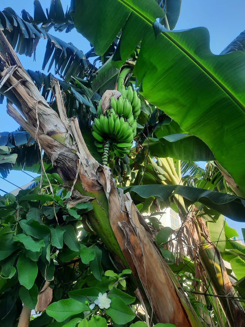 banana plants (sindhi) 0