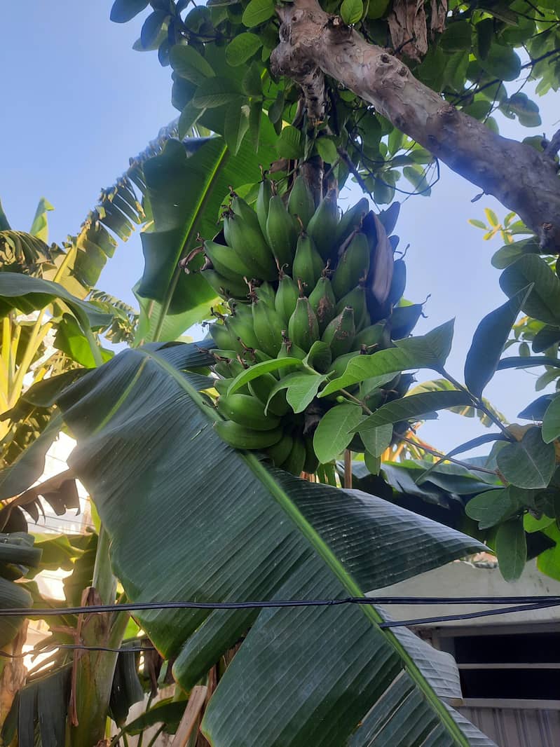 banana plants (sindhi) 1